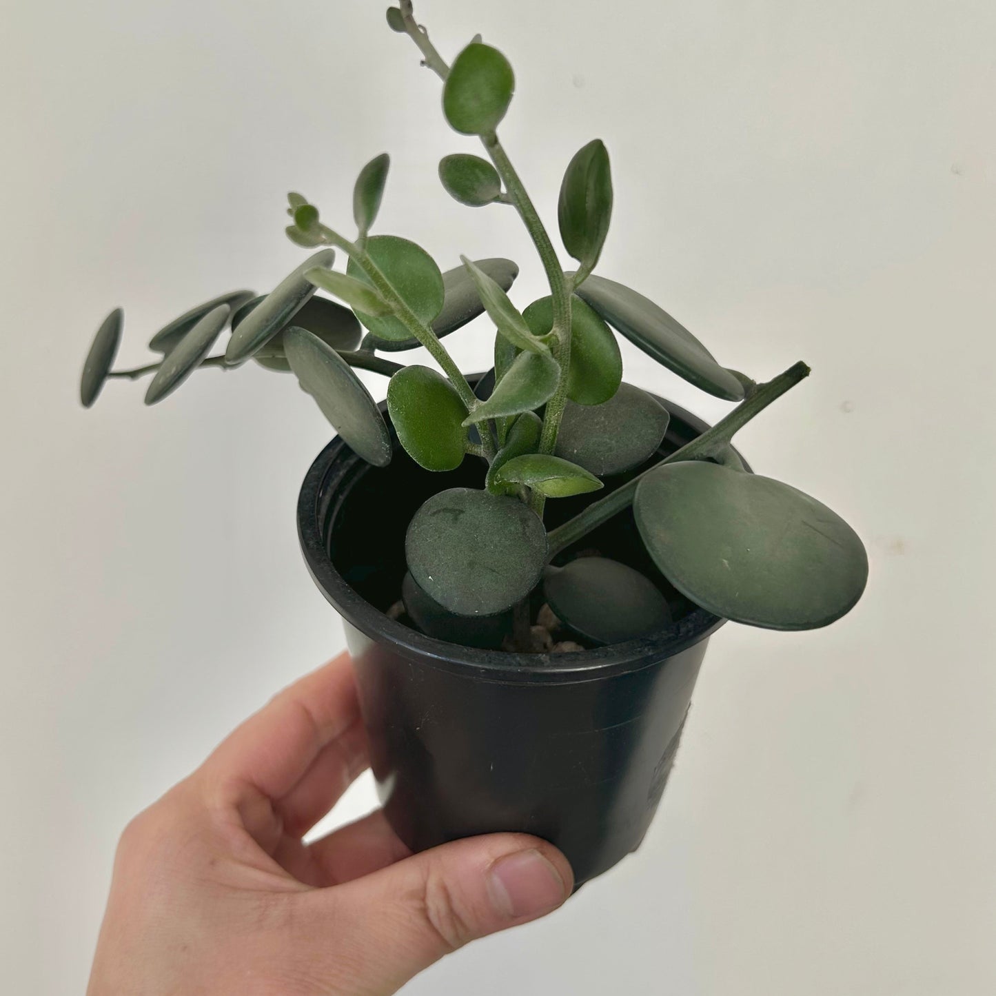 Silver Dollar Vine (Xerosicyos danguyi ) 4”pot