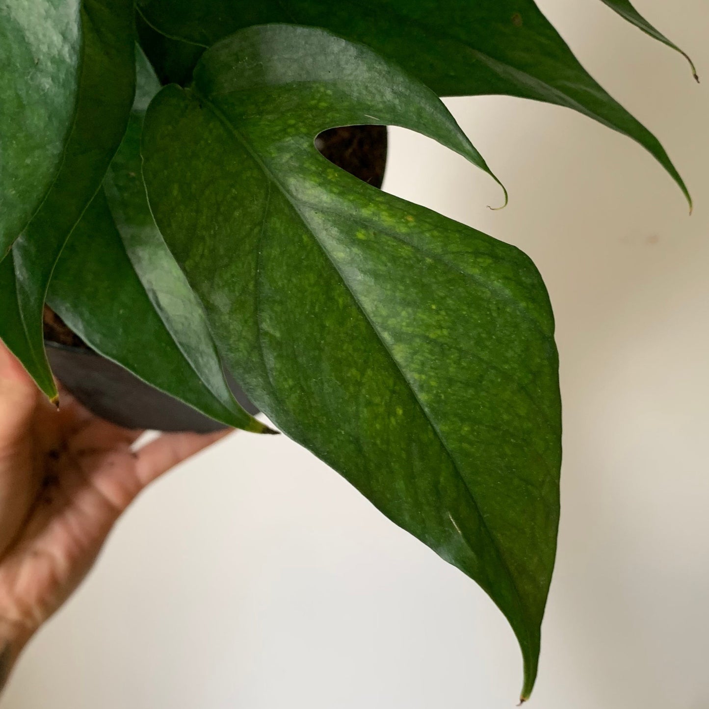 Pothos "Baltic Blue" 4”pot