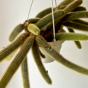 Golden Rat Tail Trailing Cactus (Cleistocactus winteri ) 6” hanging basket