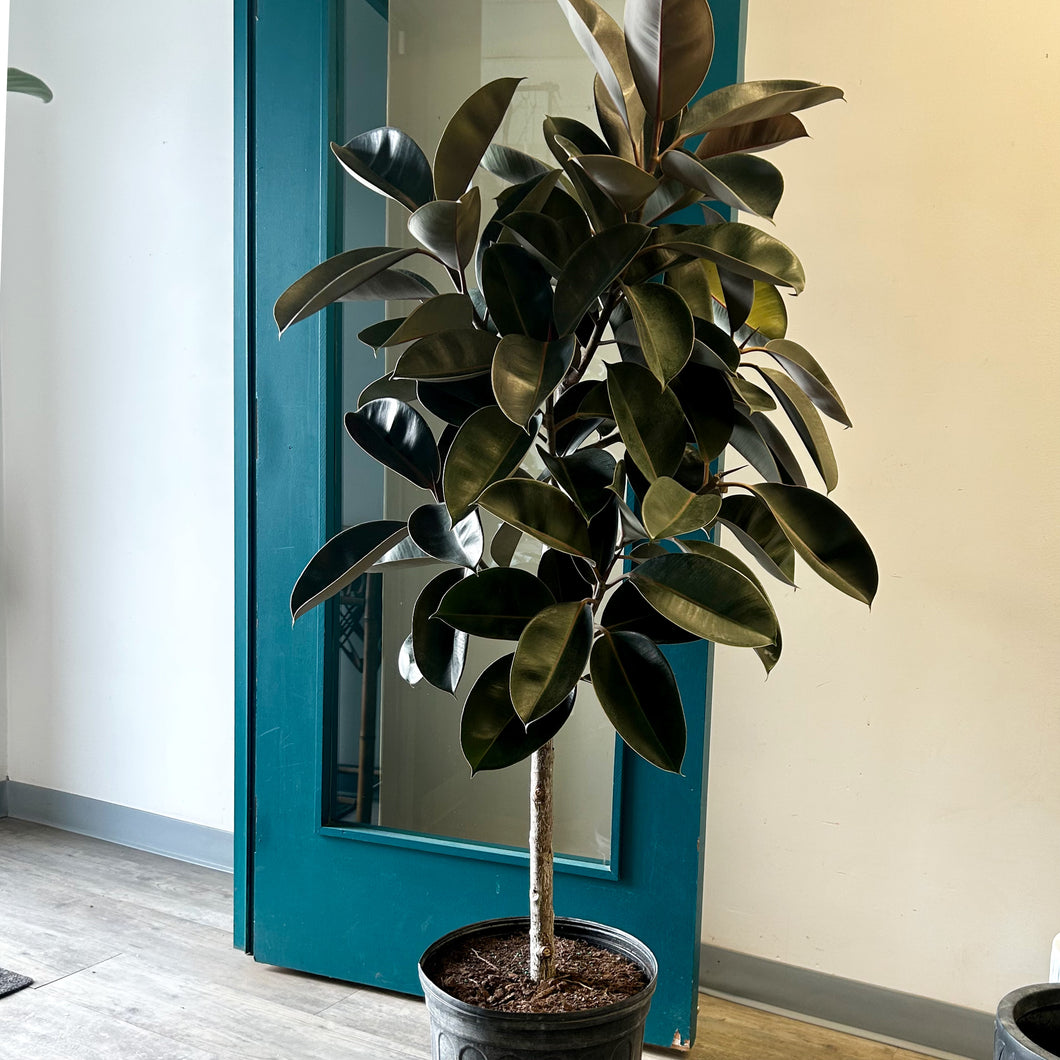 Burgundy Rubber Fig Tree (Ficus Elastica) approximately 5.5ft tall in 14”pot