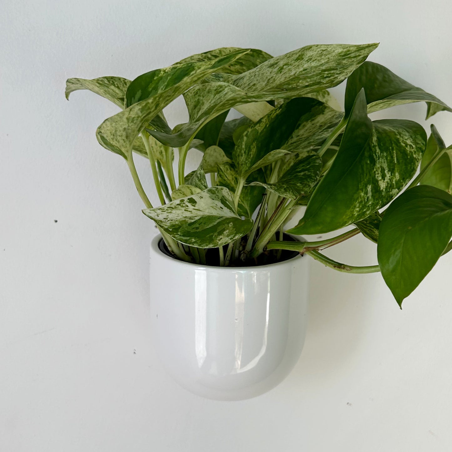 MADDOX Wall-Mounted Ceramic Pot (3.75”x3.5”)