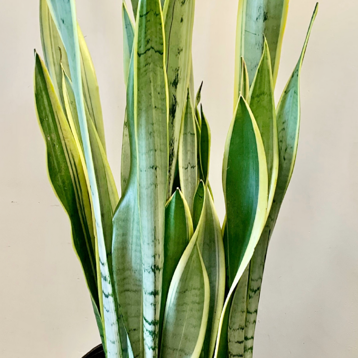 Sansevieria "Silver Laurentii" approximately  3ft tall 10” pot