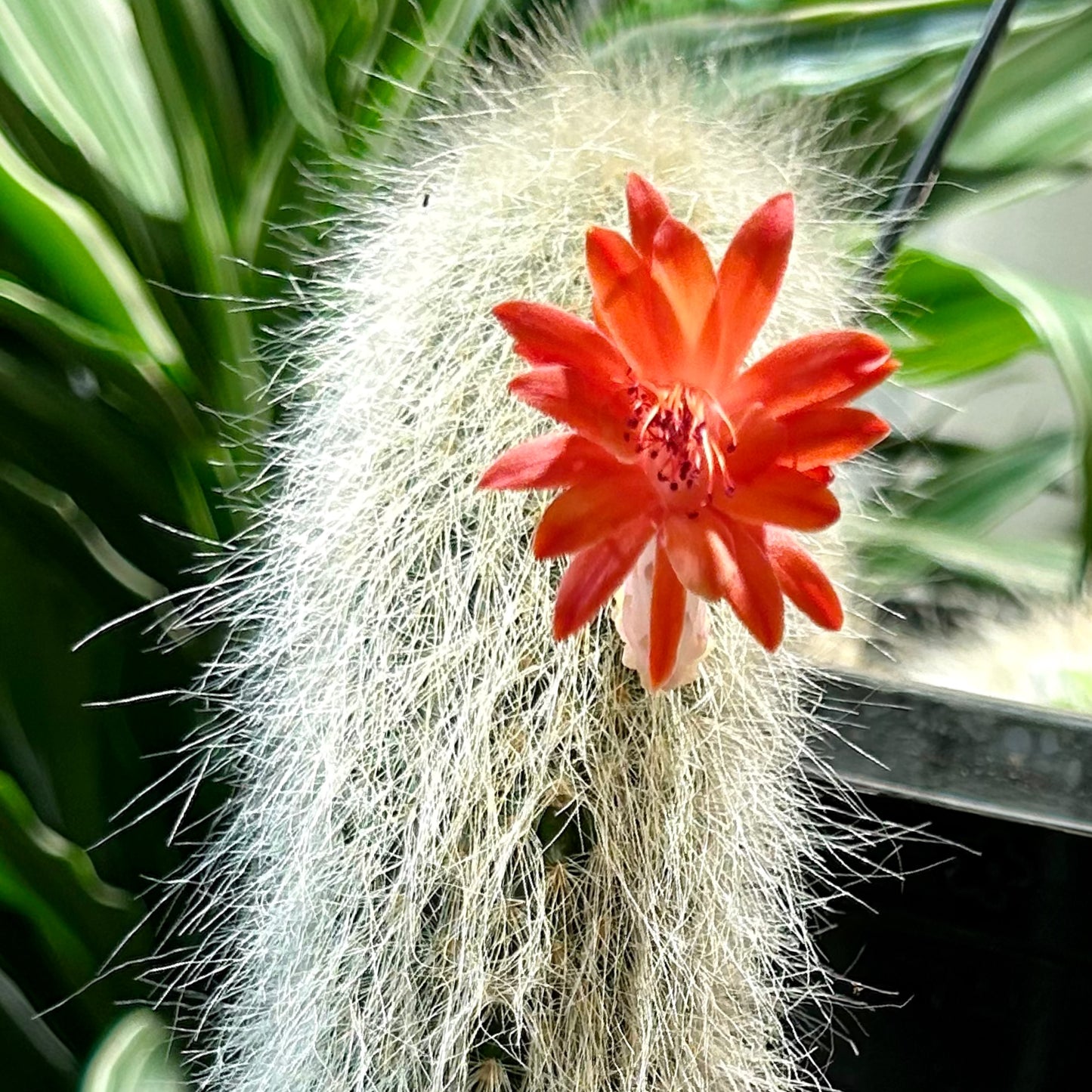 Monkey Tail Cactus (Cleistocactus colademononis) 6” hanging basket