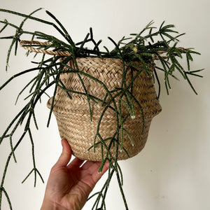 Seagrass Tote Decorative Planter (5.5”X7”)
