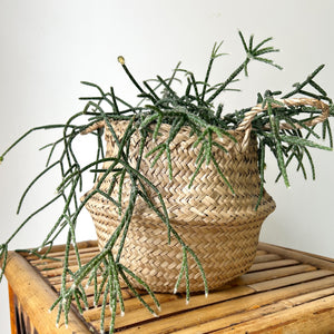 Seagrass Tote Decorative Planter (5.5”X7”)