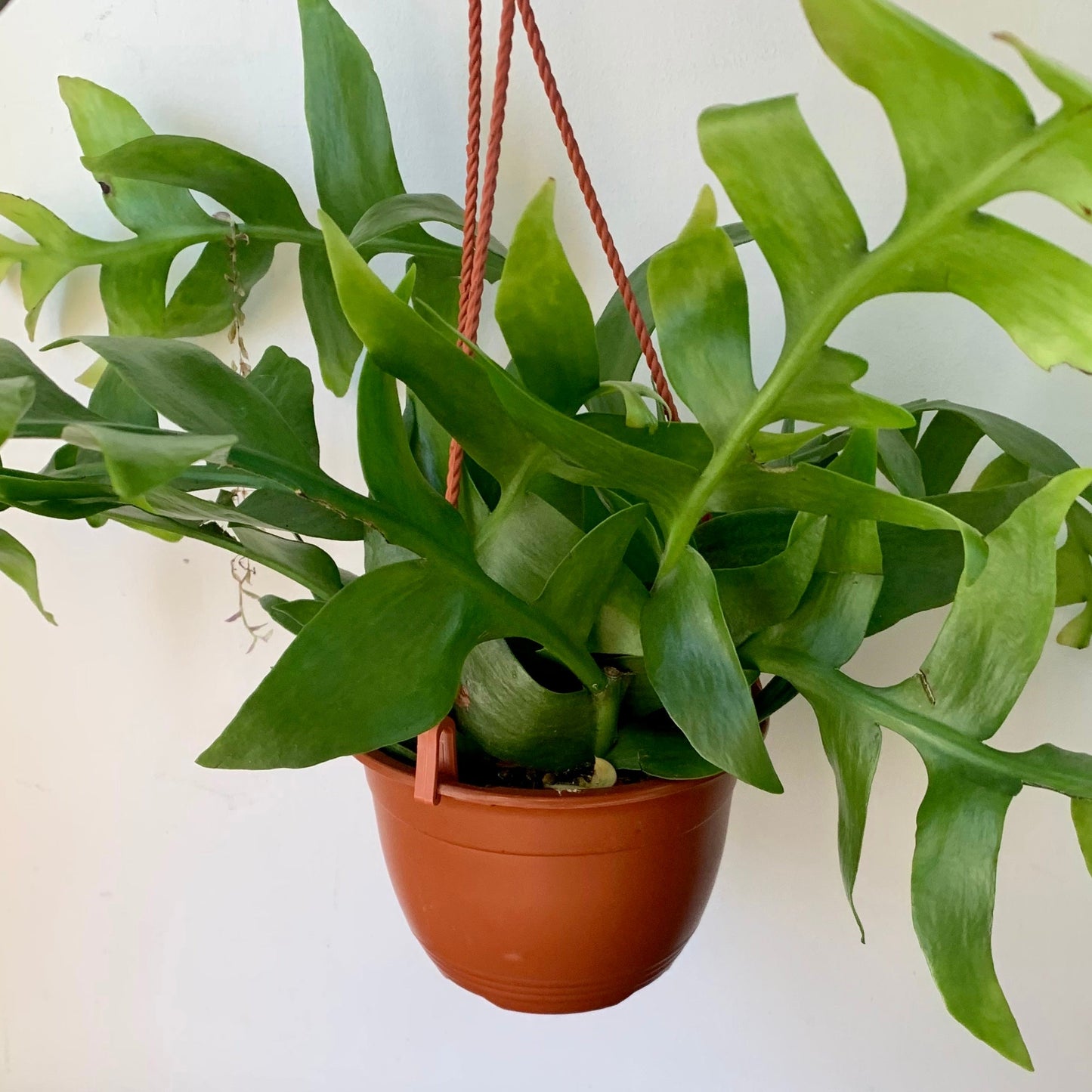 Fernleaf Cactus (Selenicereus chrysocardium )6” hanging basket