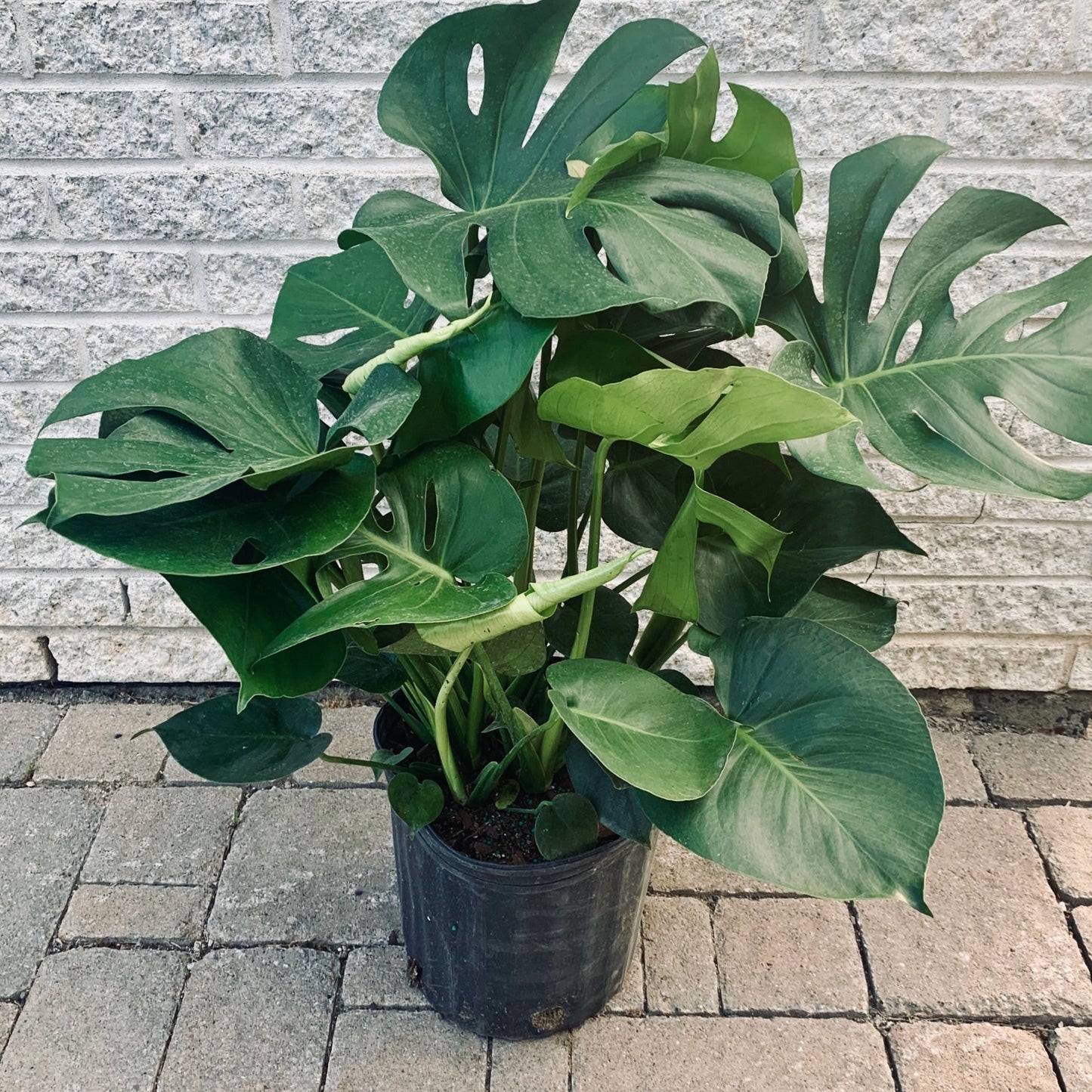 Monstera Deliciosa approximately 3ft tall in 10”pot