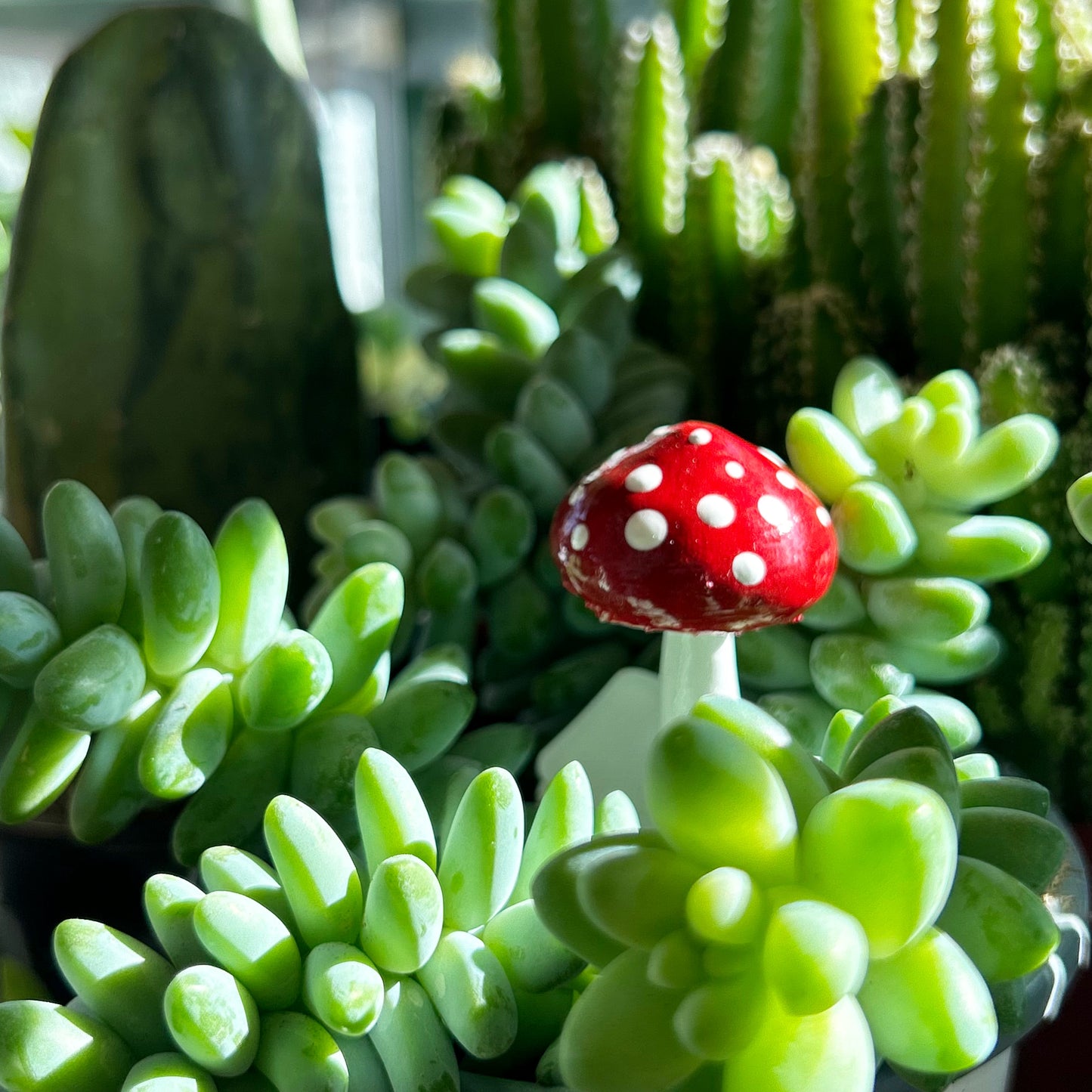 PLANT SHROOMS Mini Mushroom Decorative Accent