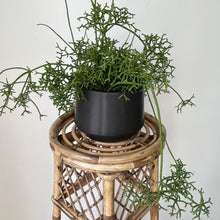 Load image into Gallery viewer, Rhipsalis cereuscula 6”hanging basket
