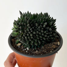 Load image into Gallery viewer, Chinese Jade Cristata (Sinocrassula Yunnanensis) 2.75”pot
