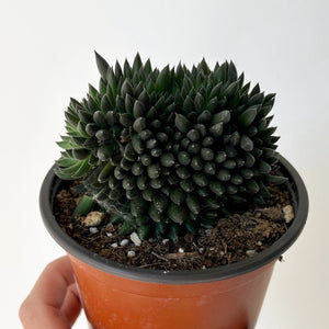 Chinese Jade Cristata (Sinocrassula Yunnanensis) 2.75”pot