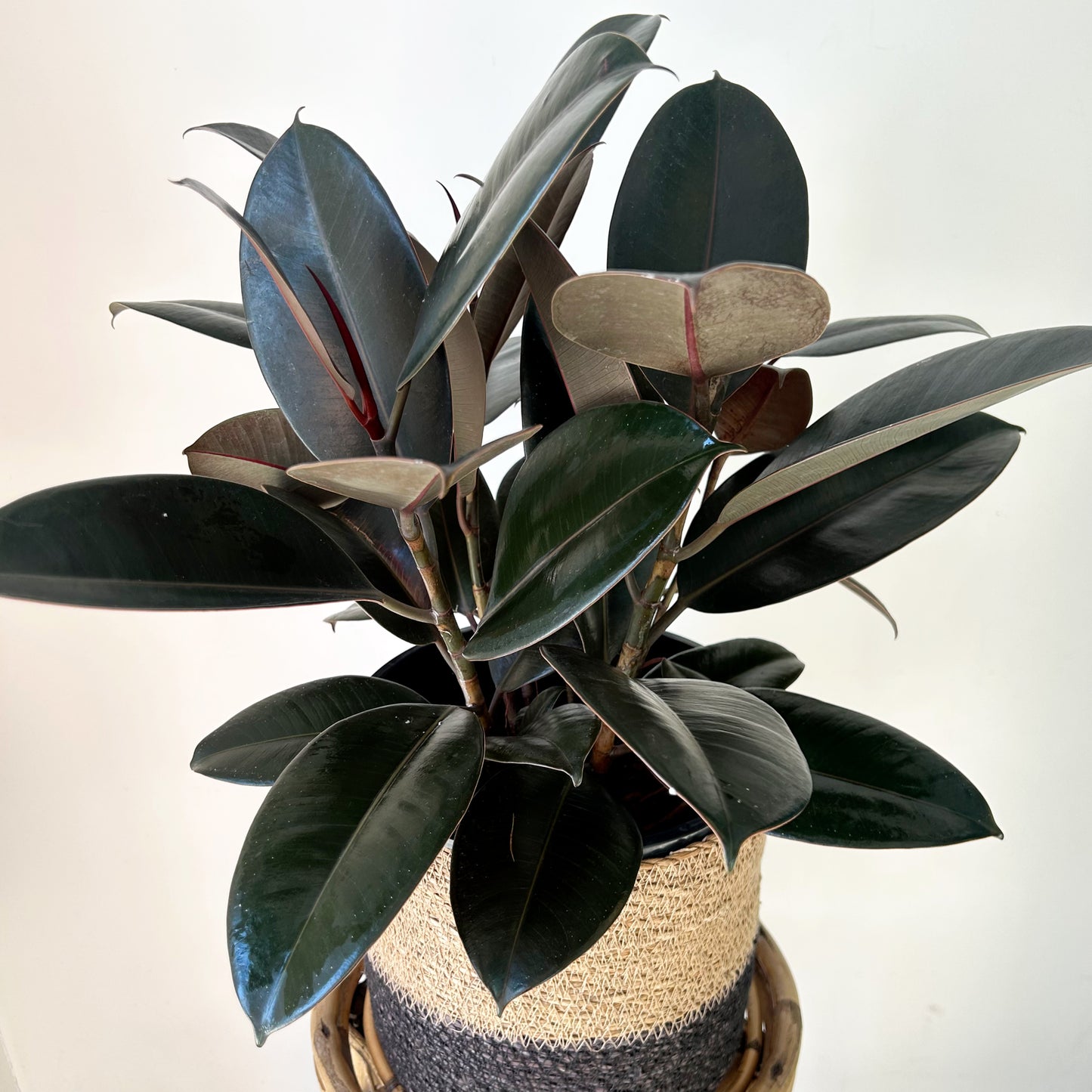 Burgundy Rubber Fig  (Ficus Elastica) approximately 3.5ft tall in 10”pot