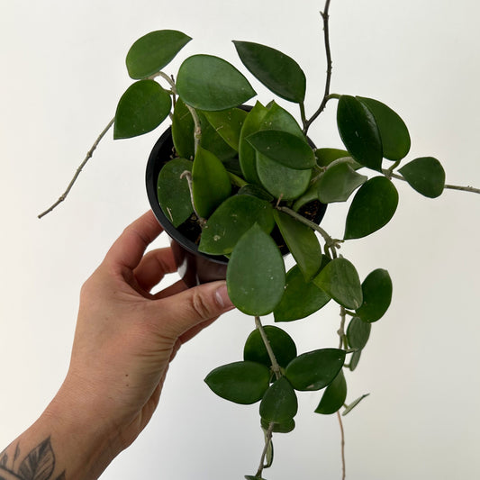 Hoya Chuoke (H.CarnosaXH.serpens) 3.5” pot