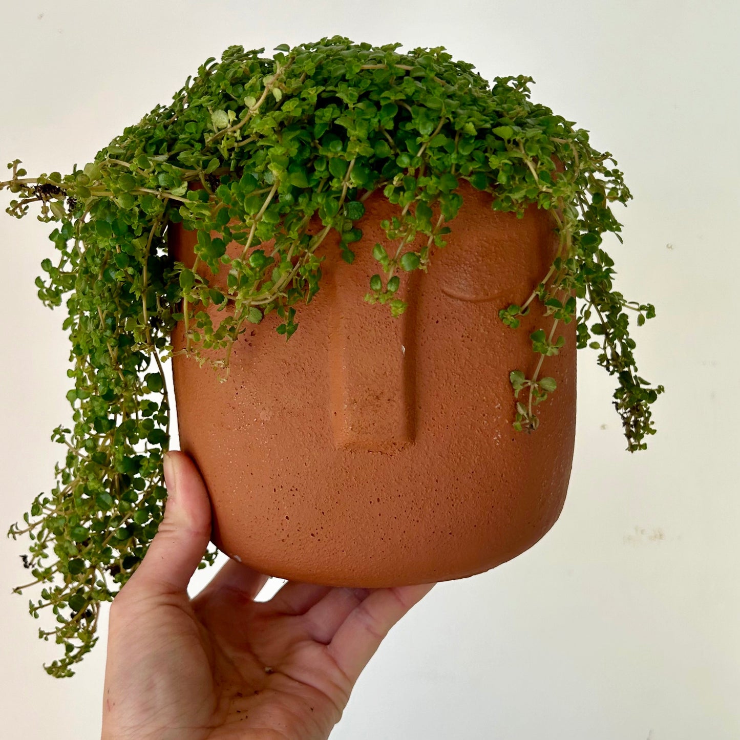 Pilea depressa 5”pot