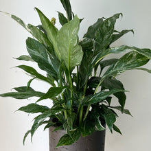 Load image into Gallery viewer, Variegated Peace Lily “Domino” approximately 2ft tall in 6” pot
