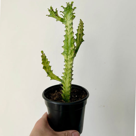 Euphorbia trigona variegata in 3.5” pot