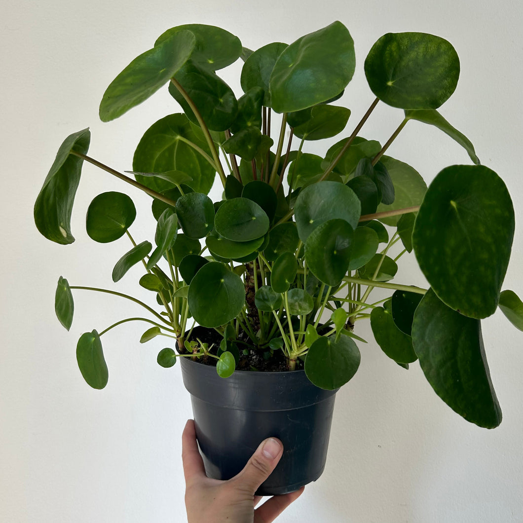 Peperomioides (Chinese Money Plant) 6” pot