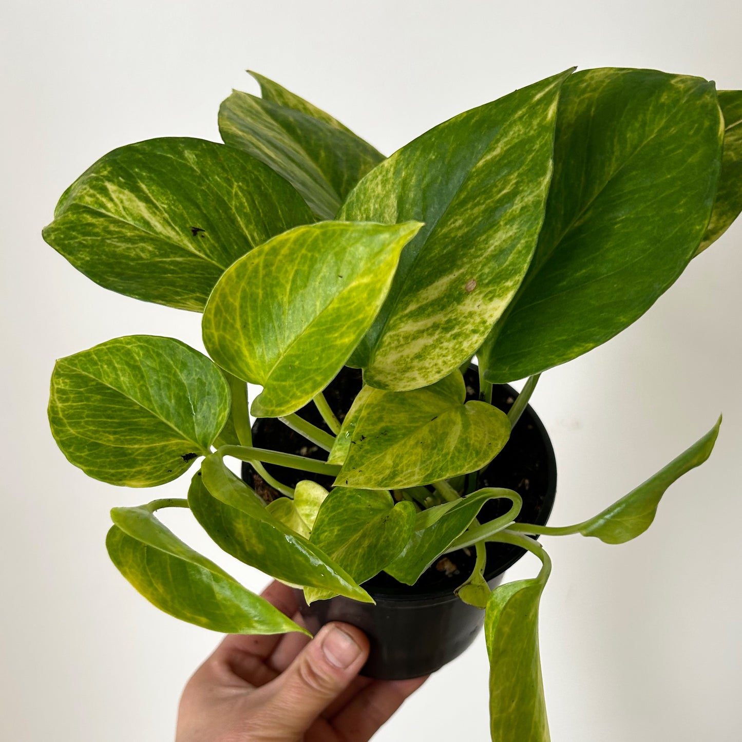 Pothos “Neon Queen” 4”pot