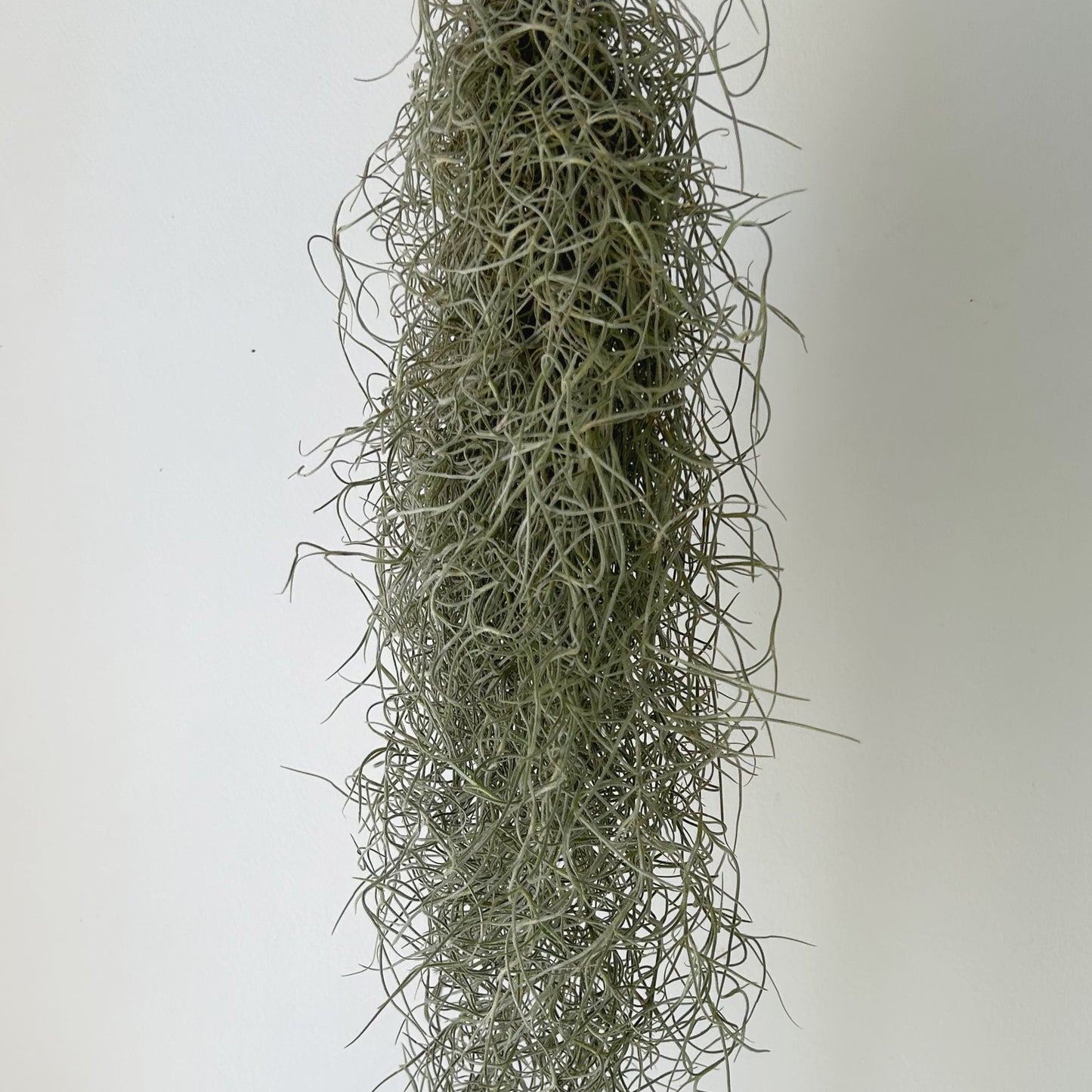 Spanish Moss (Tillandsia usneoides)