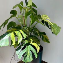 Load image into Gallery viewer, Monstera Variegata Aurea 9” pot
