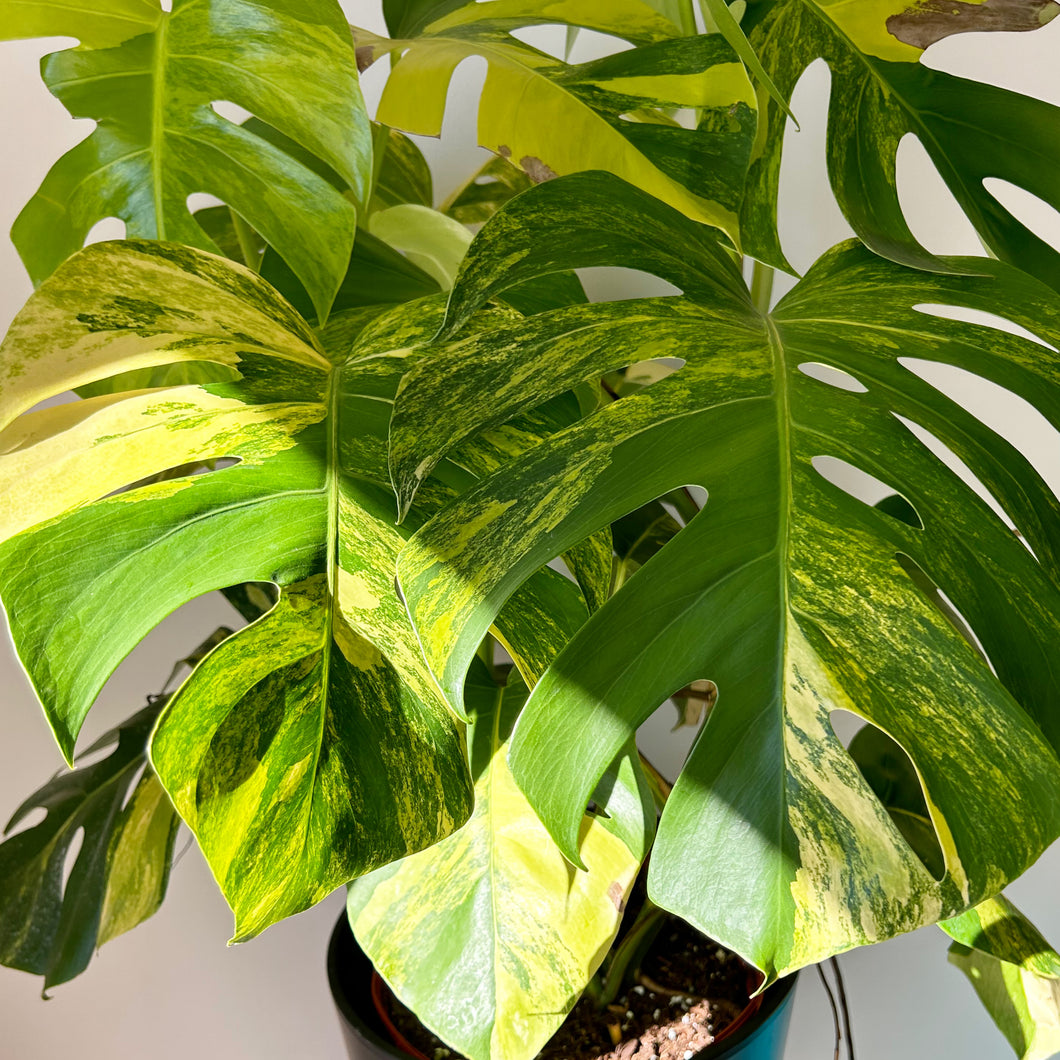 Monstera Variegata Aurea 9” pot
