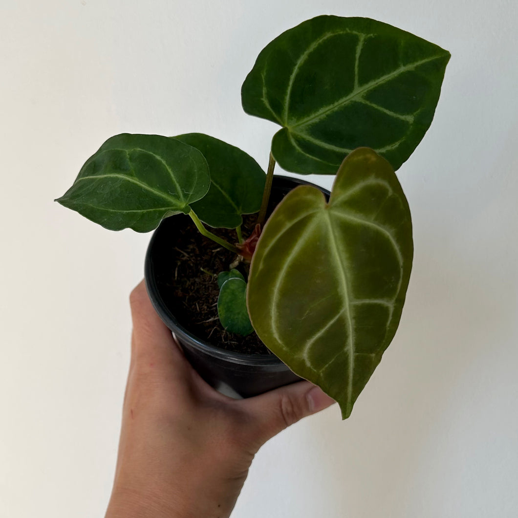 Anthurium Crystallinum 4” pot