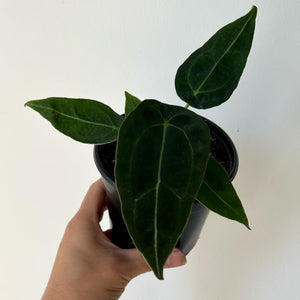 Anthurium Forgetii Dark Form 4” pot