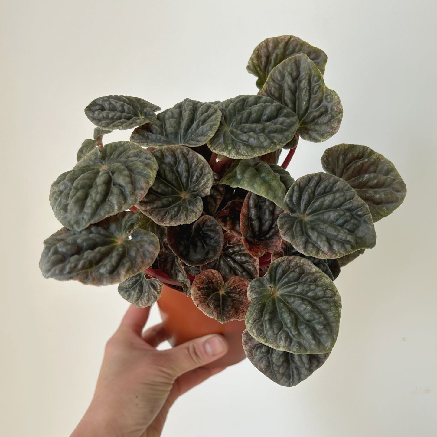 Peperomia Abricos 4”pot