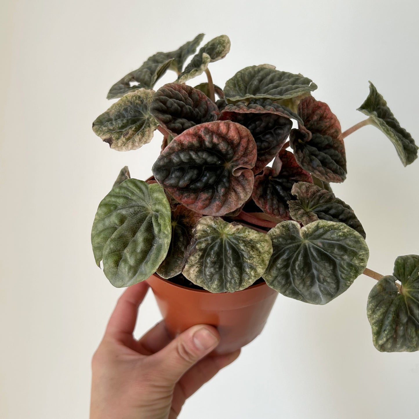 Peperomia Abricos 4”pot