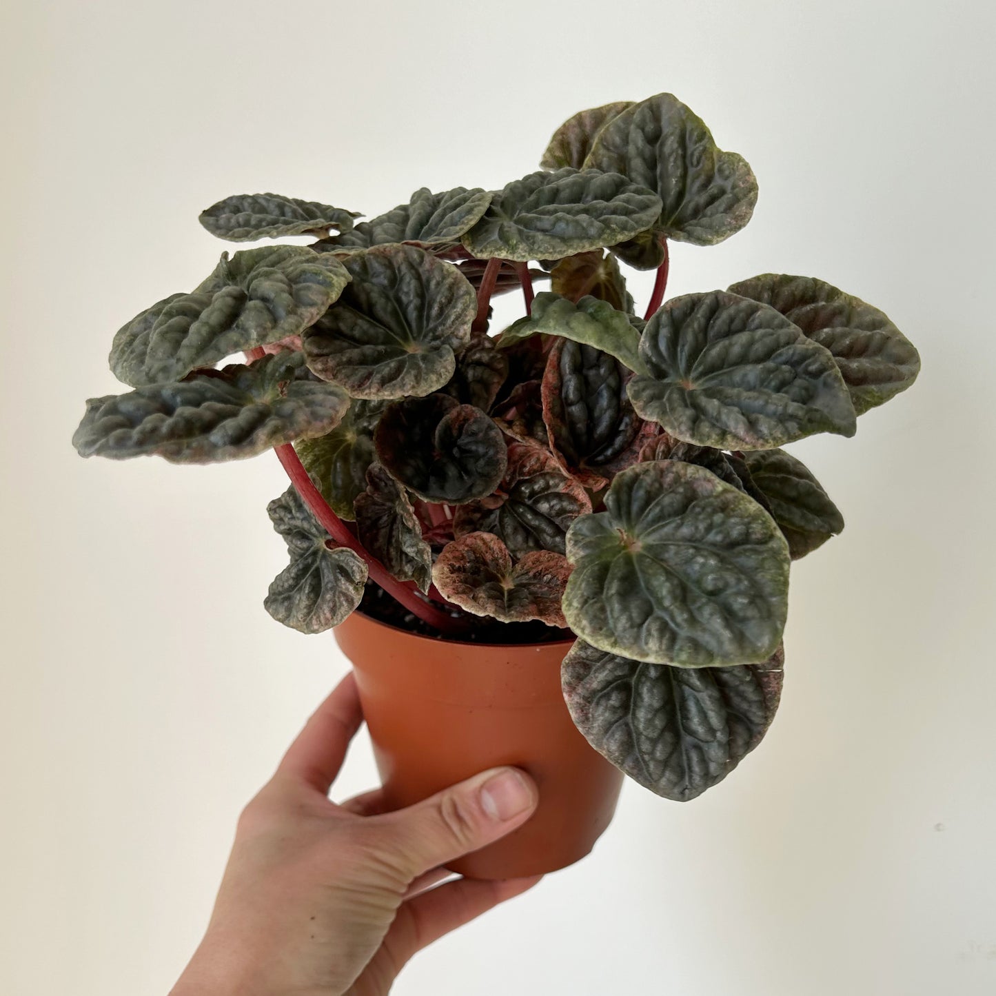 Peperomia Abricos 4”pot