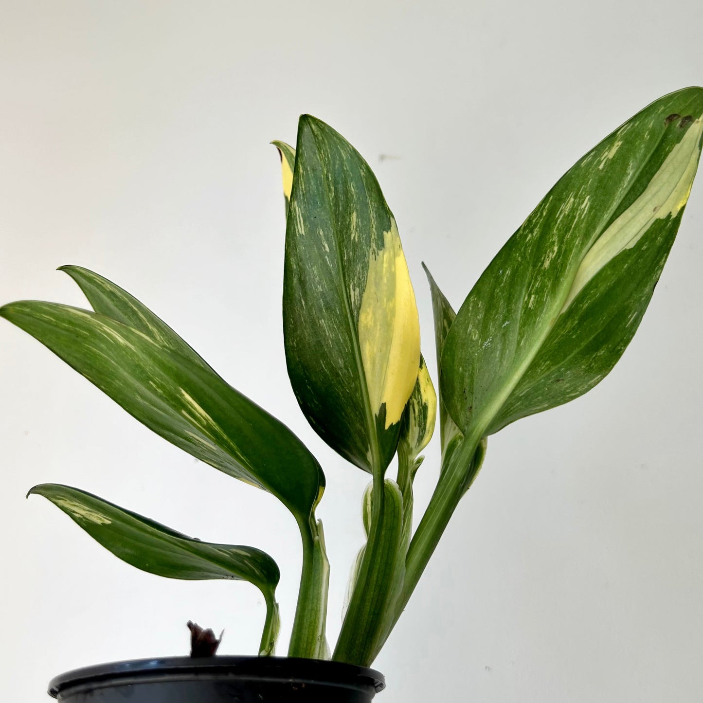 Variegated Monstera standleyana 4” pot