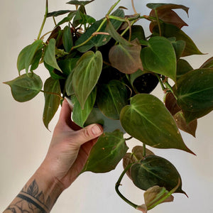 Philodendron micans 6” pot