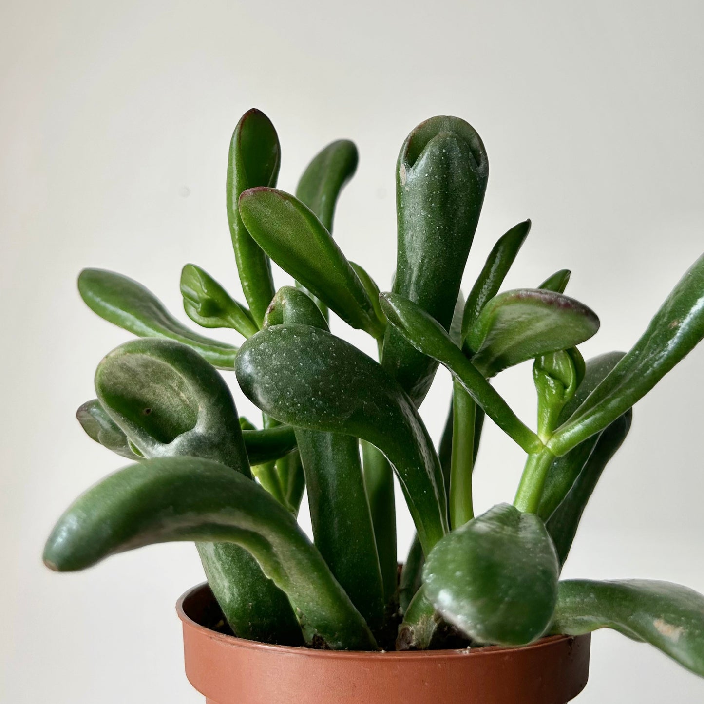 Hobbit Jade (Crassula) 4"” pot