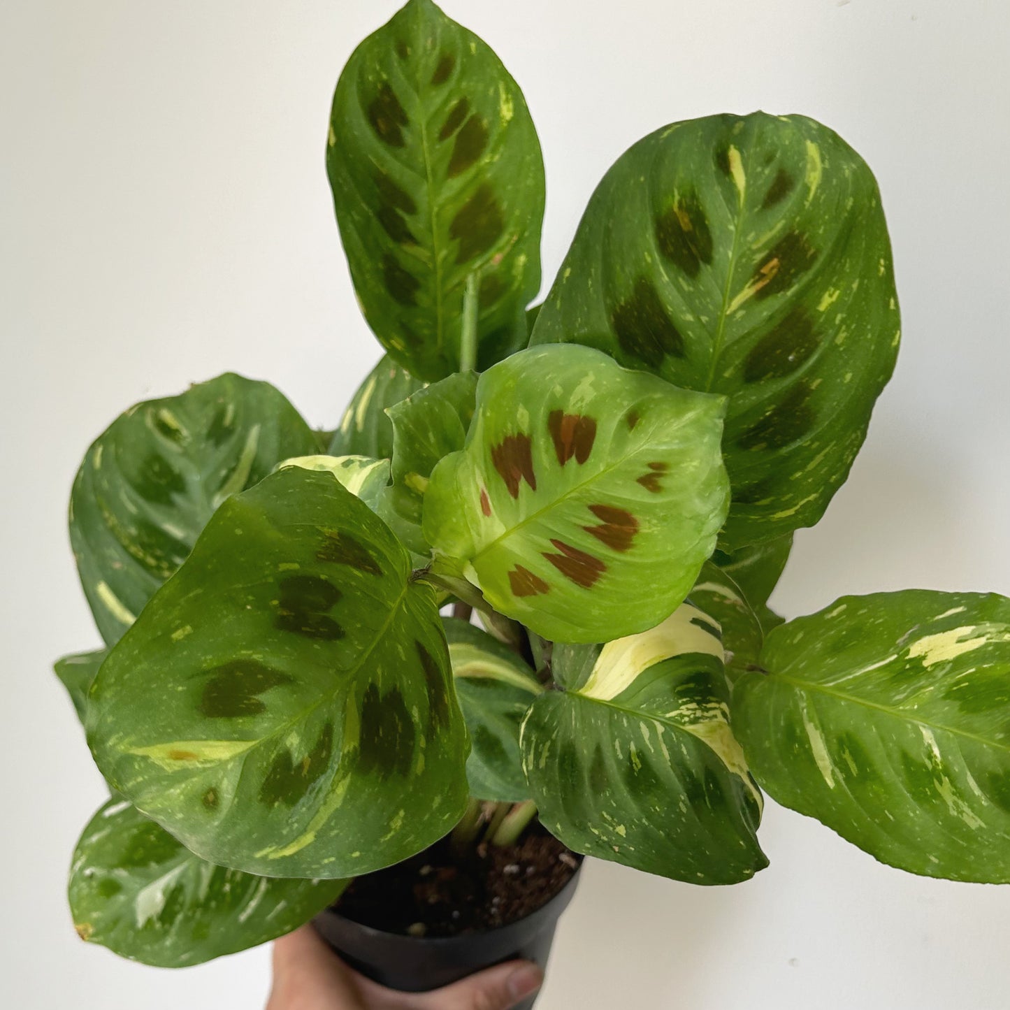 Maranta leuconeura 'Beauty Kim” 6”pot