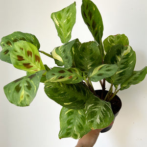 Maranta leuconeura 'Beauty Kim” 6”pot