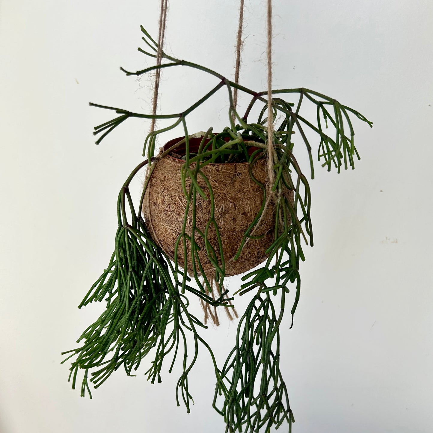 Suspended Kokedama Sphere (Plant included)