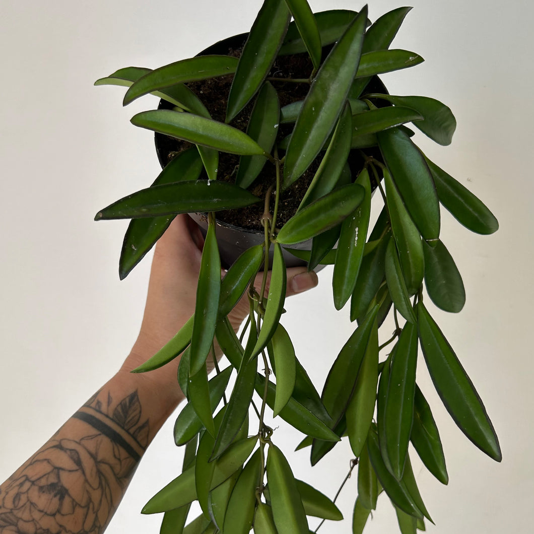 Hoya Wayetii 5