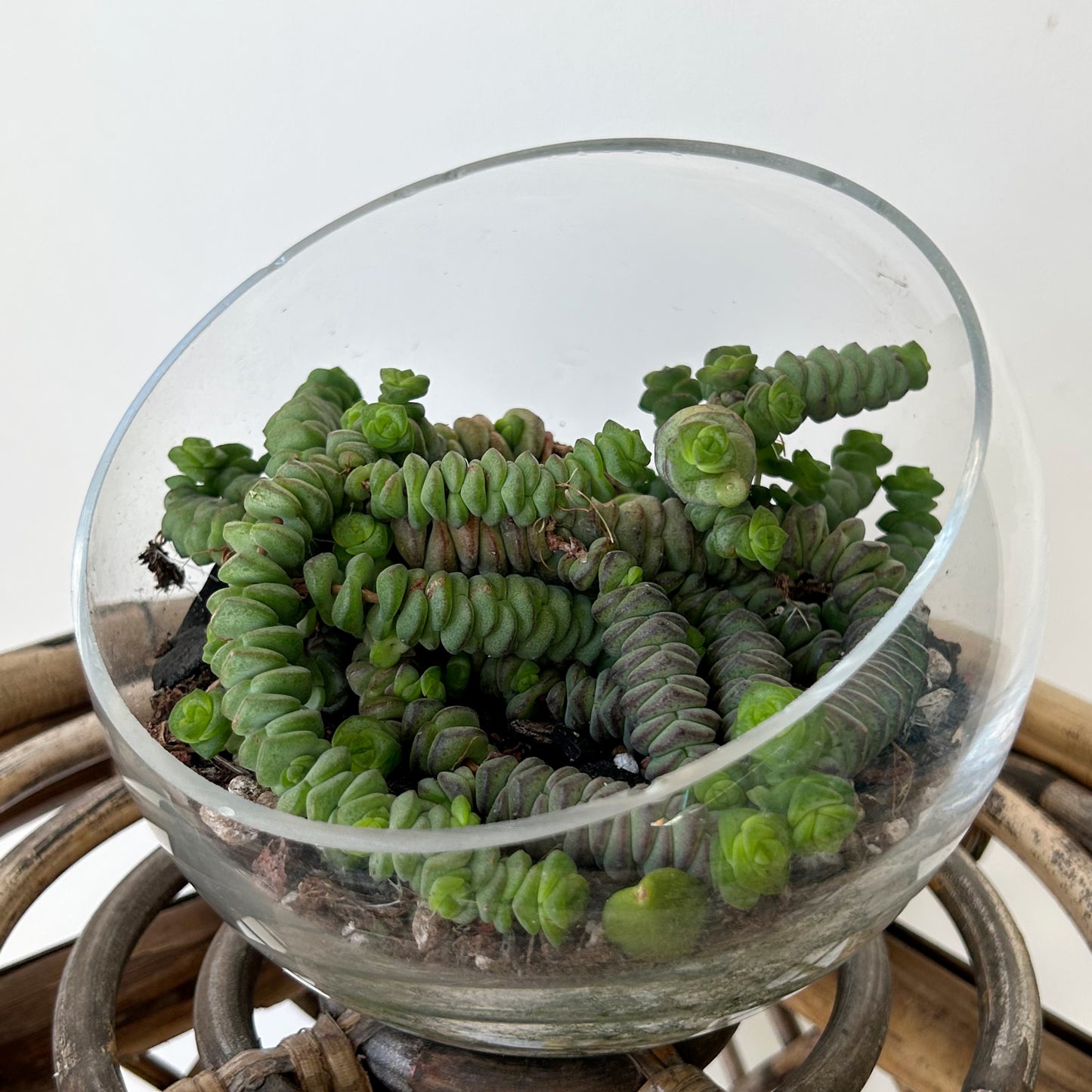 Tilted Terrarium Bowl (available in TWO sizes)