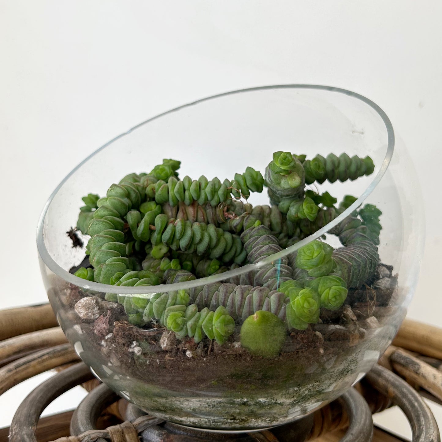 Tilted Terrarium Bowl (available in TWO sizes)