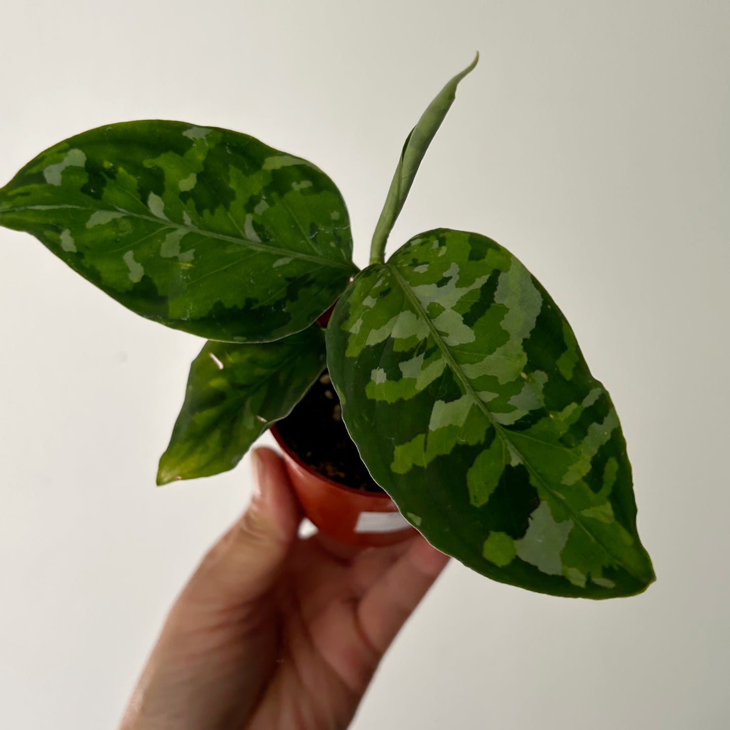 Aglaonema "Pictum Tricolor" 2.75”pot