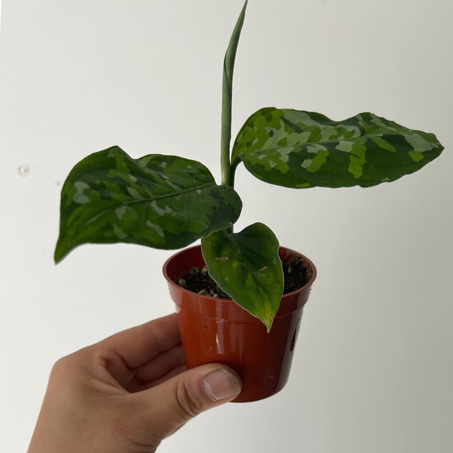 Aglaonema "Pictum Tricolor" 2.75”pot