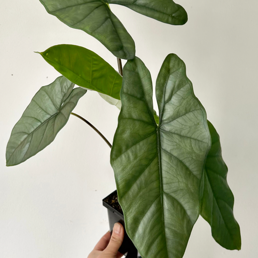 Alocasia Corazon 6”pot