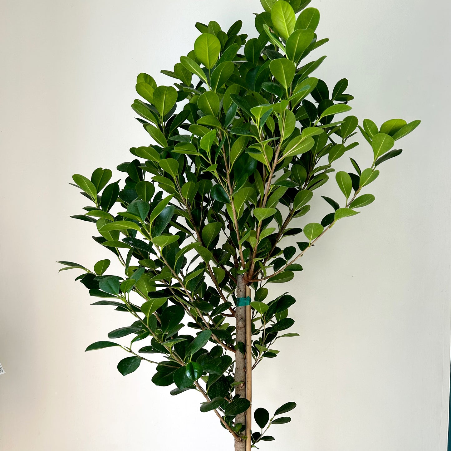 Ficus Moclame approximately 4ft ft tall in 10"pot