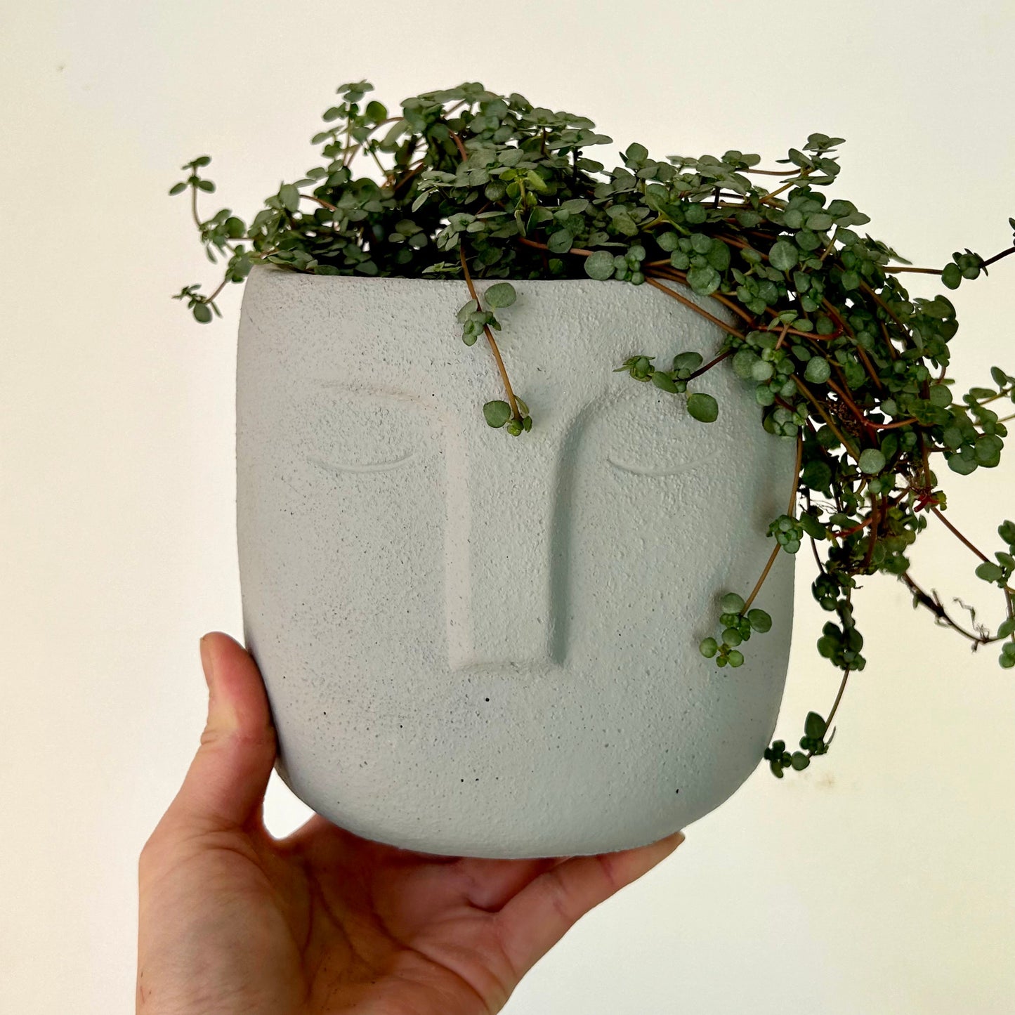 Pilea glauca "Aquamarine" 5”pot