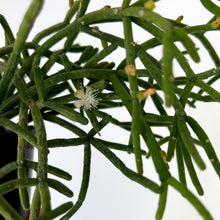 Load image into Gallery viewer, Rhipsalis heteroclada 3.5”pot
