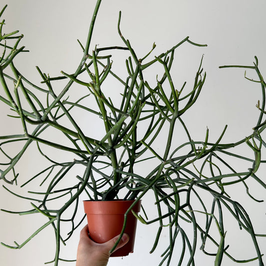 Pencil Cactus (Euphorbia tirucalli) 5”pot