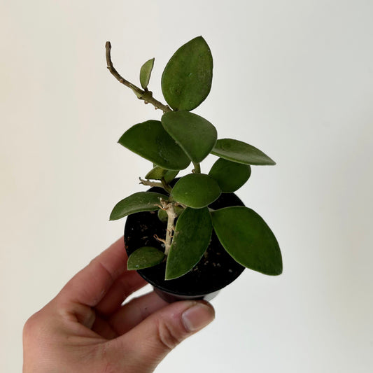 Hoya nummularioides 2.5”pot