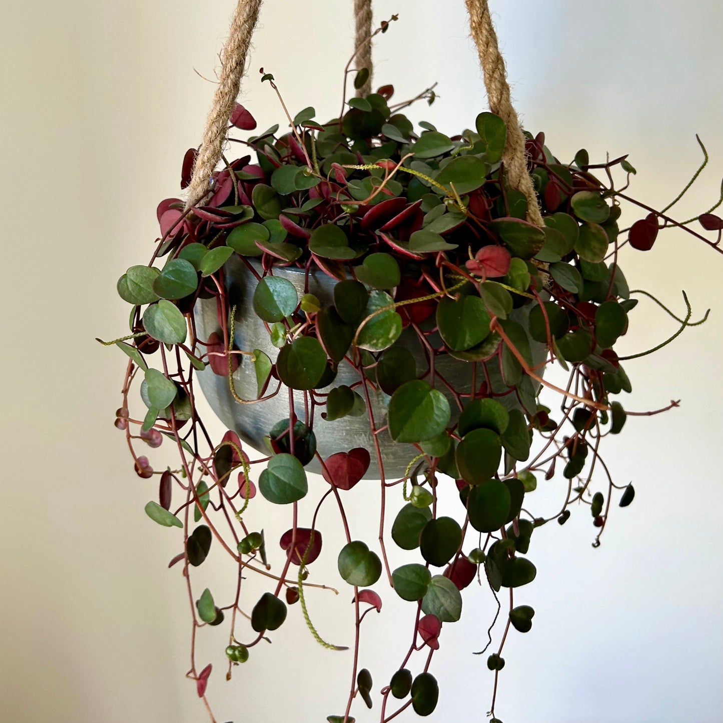 ELLA Hanging Planter (available in three colours)