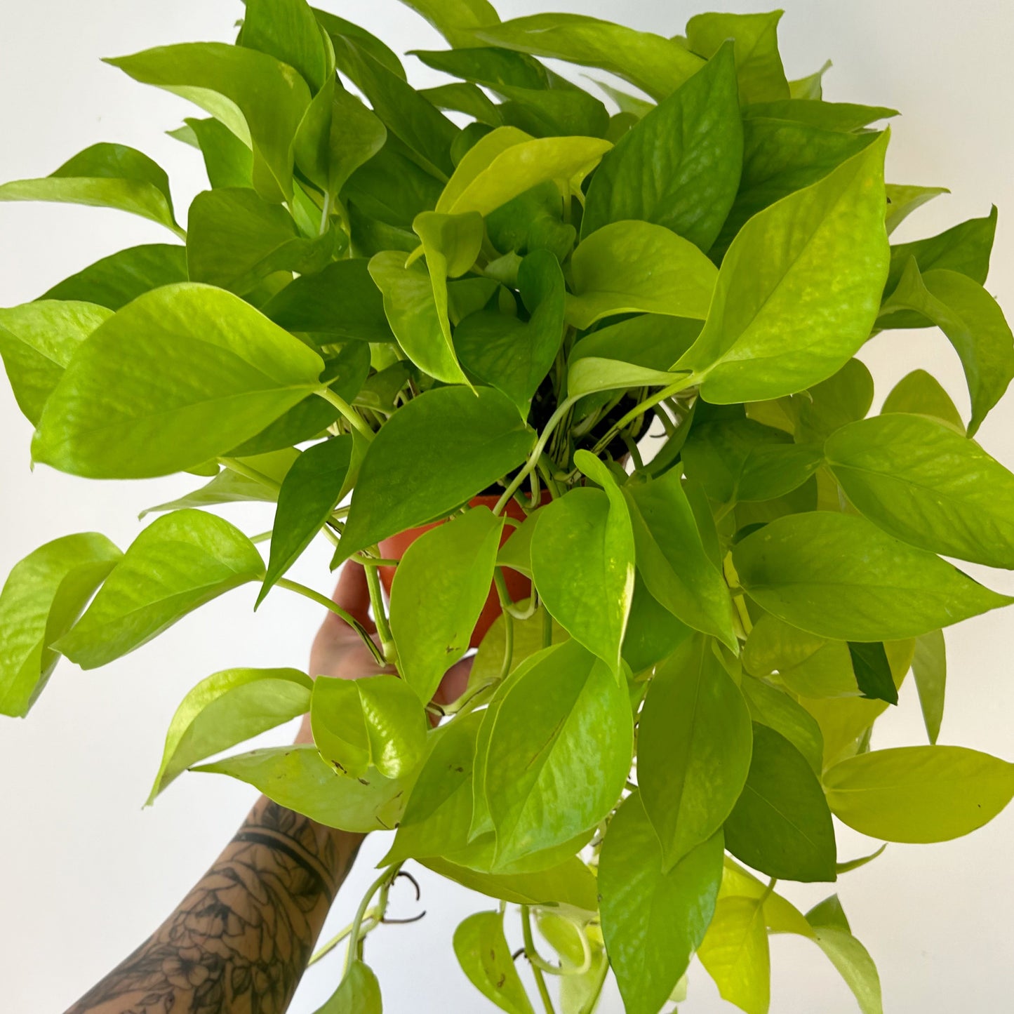 Neon Pothos 6” hanging basket