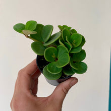 Load image into Gallery viewer, Peperomia &quot;Hope&quot; 2.75&quot; pot
